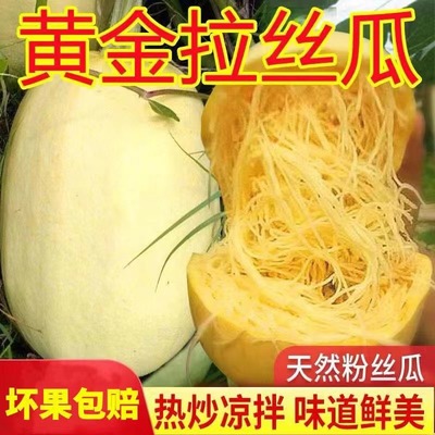 河南现摘金丝瓜金瓜蜇丝瓜绞瓜角瓜搅瓜拉丝新鲜天然凉拌网红推荐