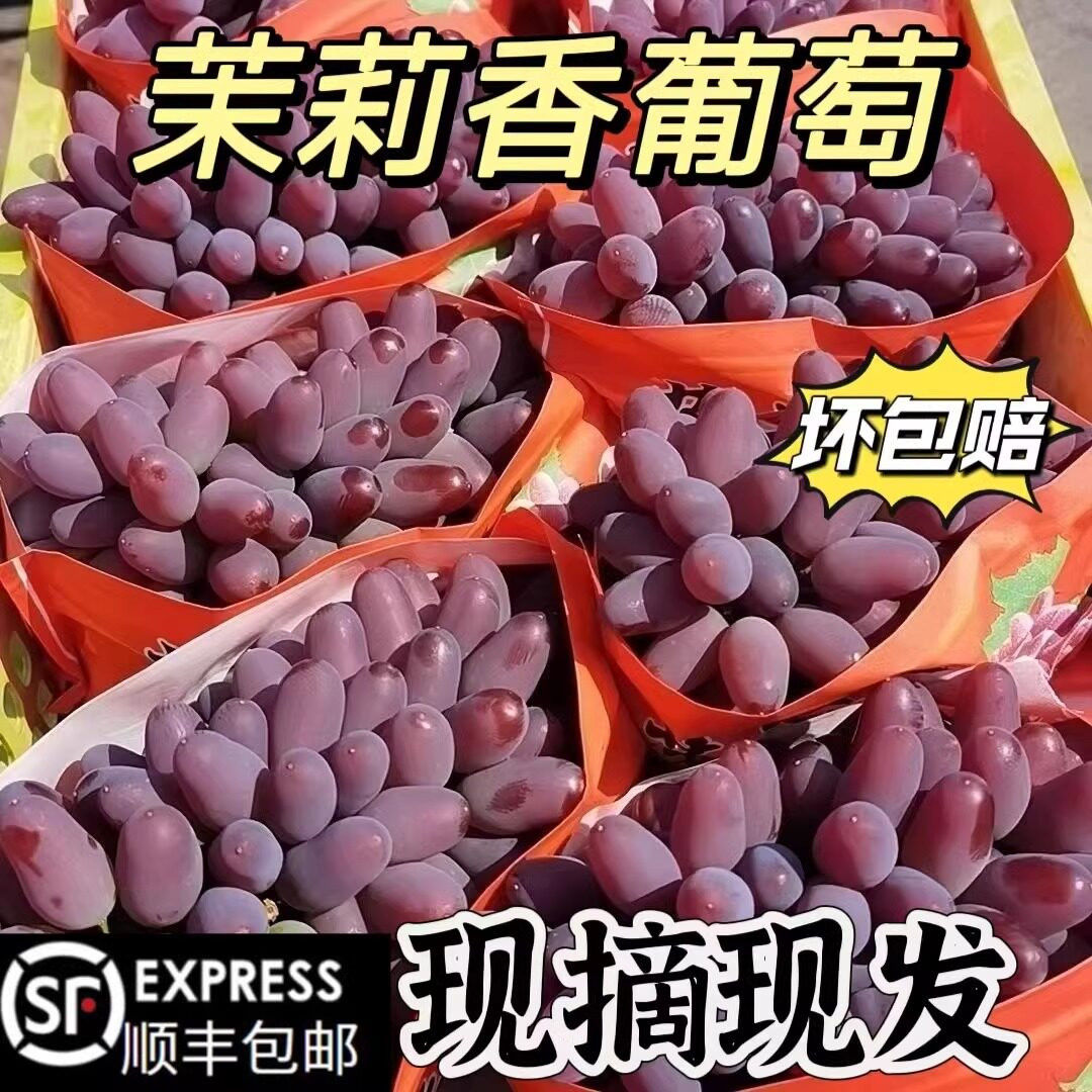 顺丰茉莉香葡萄新鲜水果现摘当季郁金香玫瑰香葡萄无籽小红提提子