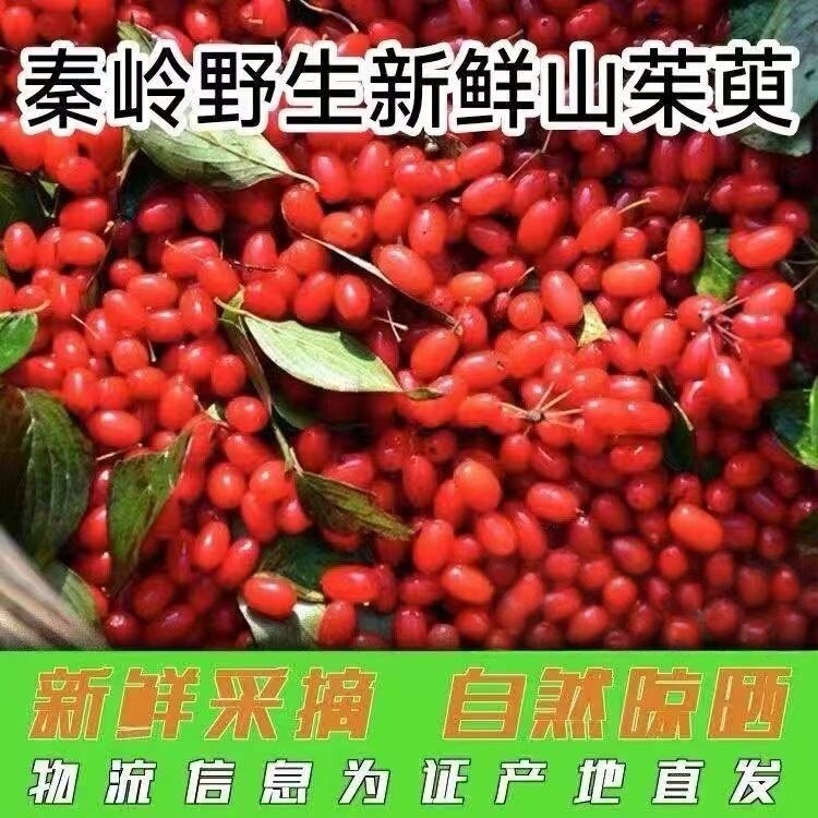 无陕西茱萸无核茱萸肉干货