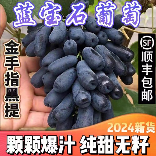 顺丰包邮正宗金手指葡萄黑提蓝宝石美人指提子无核甜水果新鲜3斤
