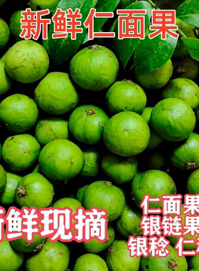 仁面果新鲜现摘仁面子银链果银莲仁稔银稔广东阳阳特产人面果丑果