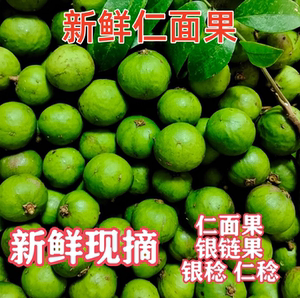 仁面果新鲜现摘仁面子银链果银莲仁稔银稔广东阳阳特产人面果丑果