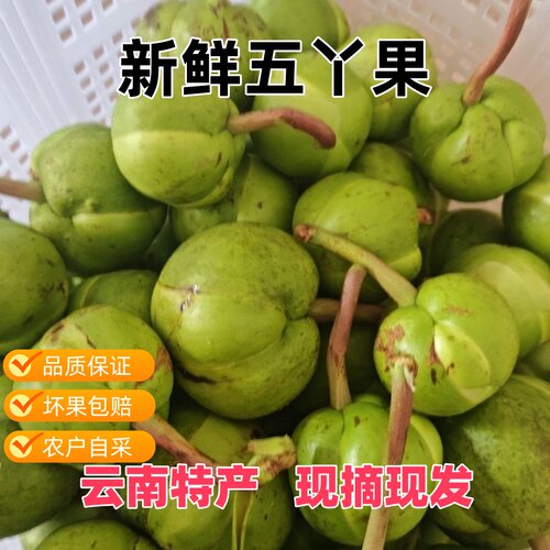 野生野生五丫果云南特色乌鸦果五桠果乌桠果乌丫果无桠果现货包邮