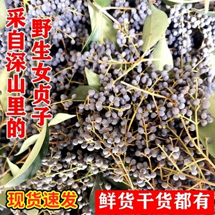 2025野生新鲜女贞子冬青籽白蜡树果实女贞子树籽泡茶煮水洗头