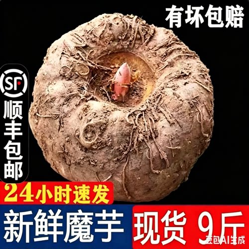 顺丰包邮现货魔芋新鲜四川魔芋生魔芋现挖农家自种花魔芋头豆腐
