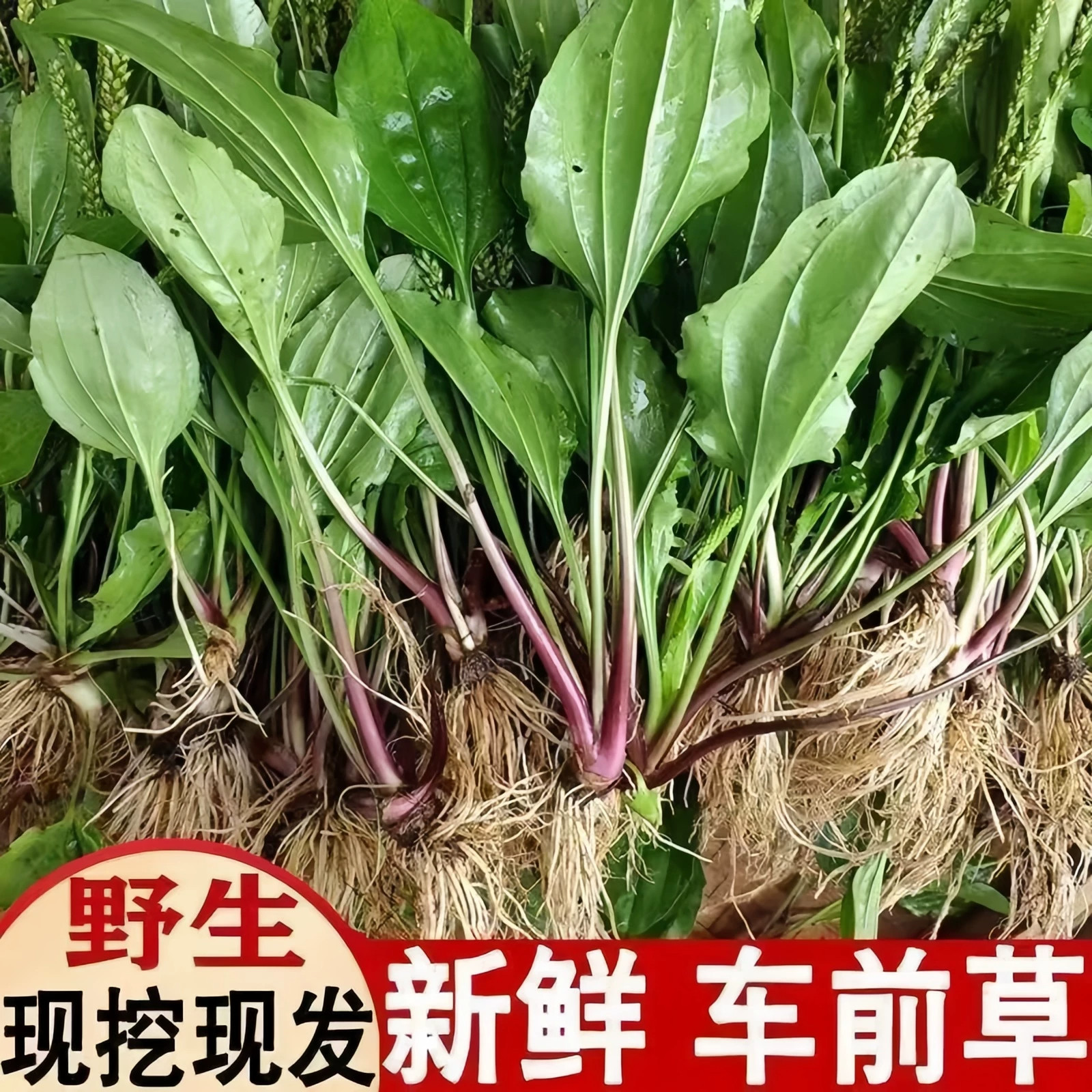 贵州野生新鲜车前草天然中药材现挖整棵带根车前草苗车轮菜非干货