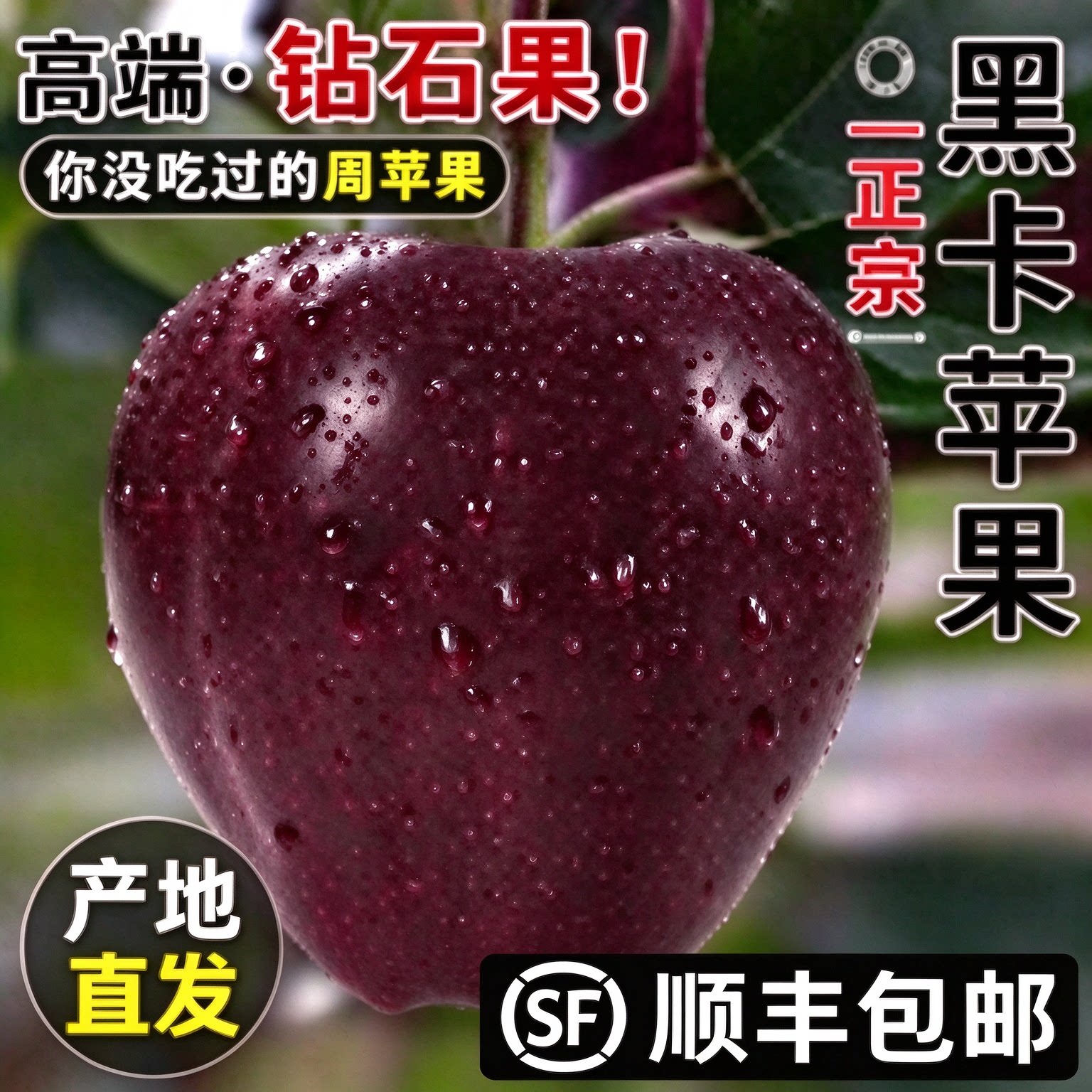 顺丰包邮甘肃黑卡苹果正宗黑钻苹果当季新鲜水果整箱甜冰糖心现货