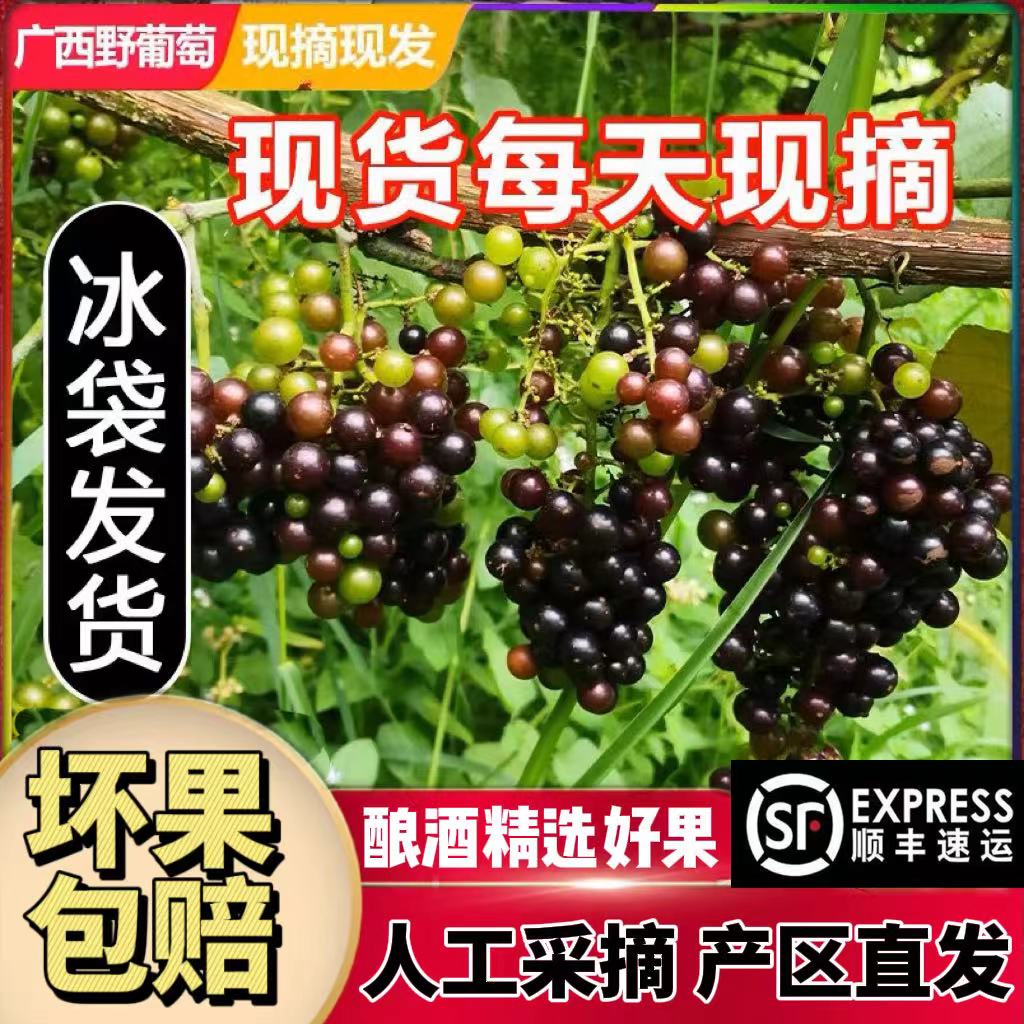 顺丰包邮广西酿酒野葡萄11斤酿酒专用现摘现发非毛葡萄赤霞珠现货