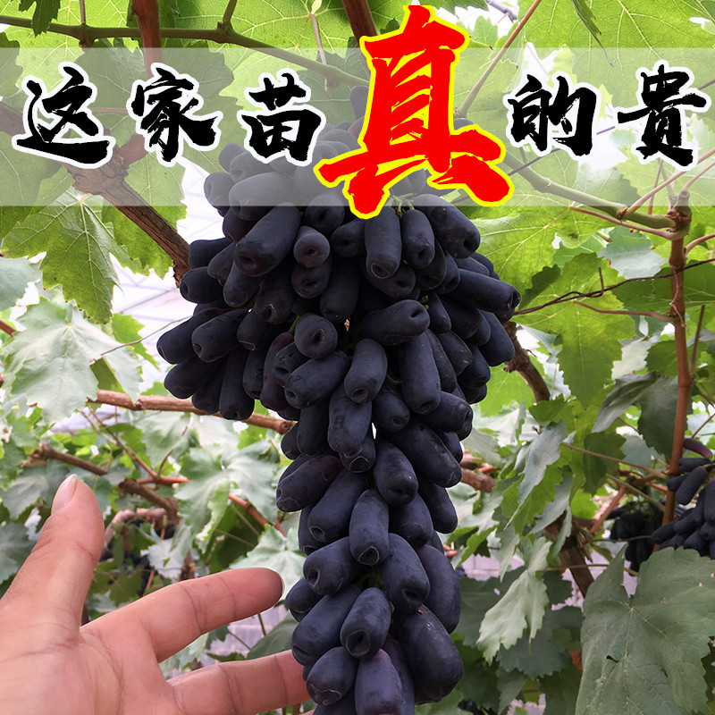 甜蜜蓝宝石葡萄苗 无籽红提当年结果 玫瑰香葡萄树苗 南方种植在类目 鲜花速递/花卉仿真/绿植园艺, 花园植物/行道树/果树, 果树中 - 来自Buy2taobao.com提供专业的淘宝代购服务