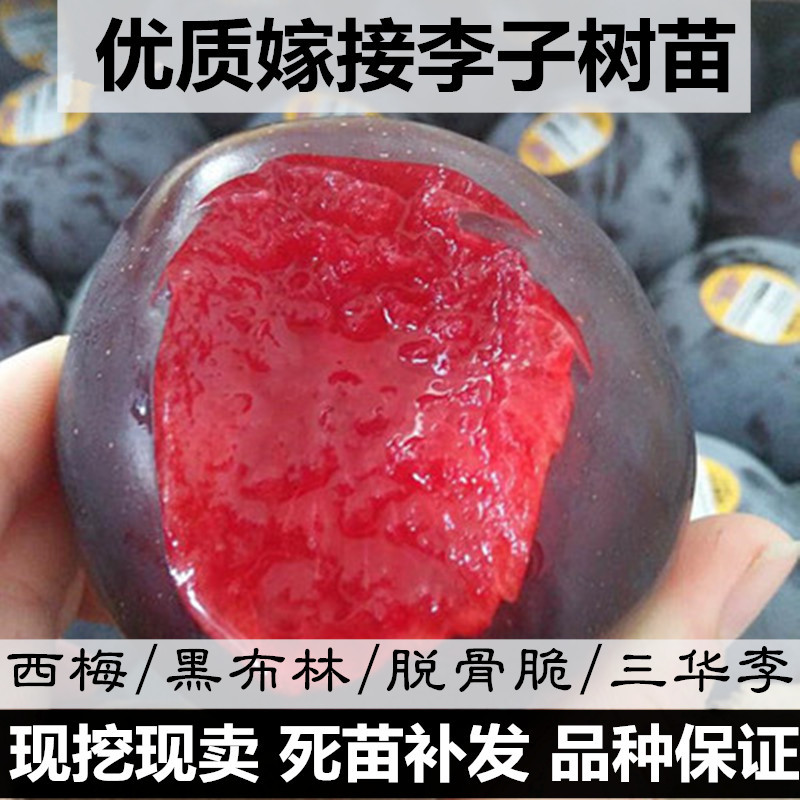 李子苗西梅晚熟脱骨李嫁接李子树苗黑布林李南方北方种植当年结果