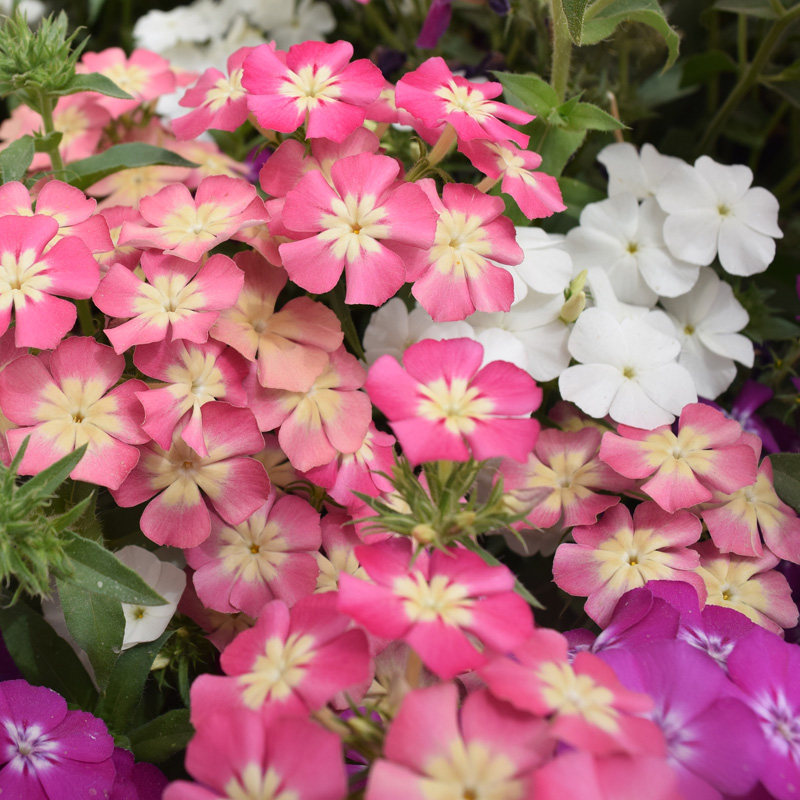 福禄考花种子丛生芝樱花五色梅阳台室内庭院四季开花种子花海花籽