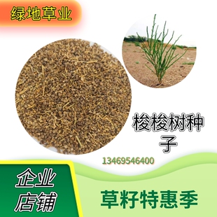 林灌木种子梭梭树种子抗旱耐高温耐盐碱防风固沙多年生种子