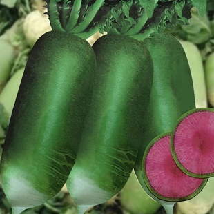 穿心红水果萝卜种子红肉萝卜种籽秋季四季播农家庭院甜脆蔬菜种孑