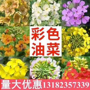 观赏彩色油菜花优质油菜花种子五彩油菜籽种子高产榨油春秋播花卉