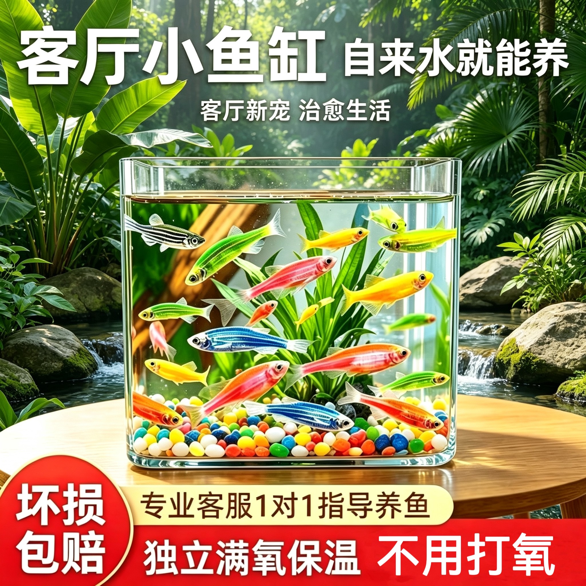 观赏鱼小型七彩糖果斑马鱼淡水鱼蝶翼斑马鱼新手好养耐活闯缸鱼