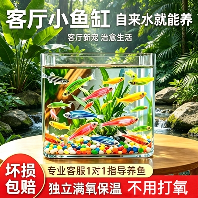 观赏鱼小型七彩糖果斑马鱼淡水鱼蝶翼斑马鱼新手好养耐活闯缸鱼