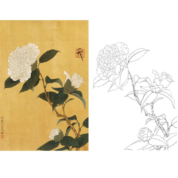 工笔画白描底稿花鸟国画白山茶图于非闇实物打印宣纸过稿临摹yf23