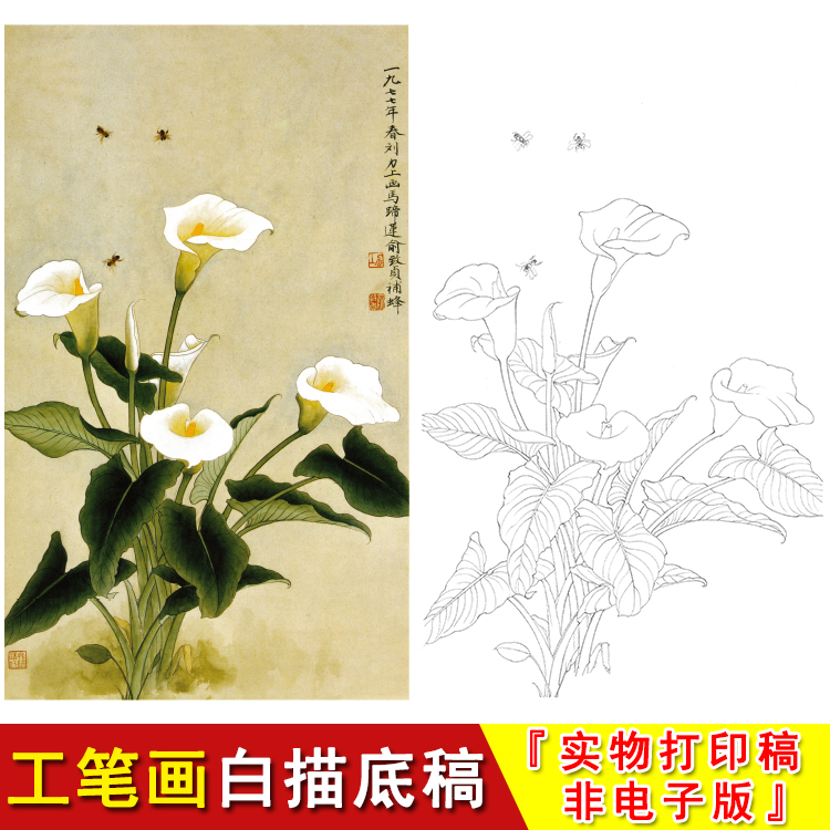 俞致贞工笔画花鸟实物白描底稿马蹄莲线条初学覆盖临摹过稿JV41
