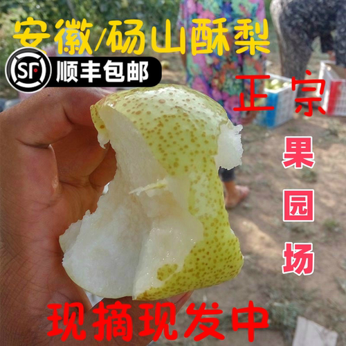 正宗砀山梨砀山酥梨新鲜水果香梨