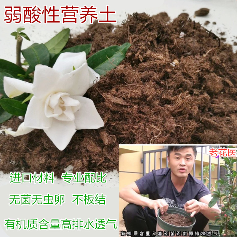 茉莉花盆栽土家用酸性绿植