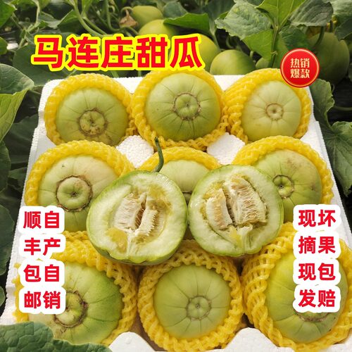 山东马连庄甜瓜香瓜新鲜水果农家