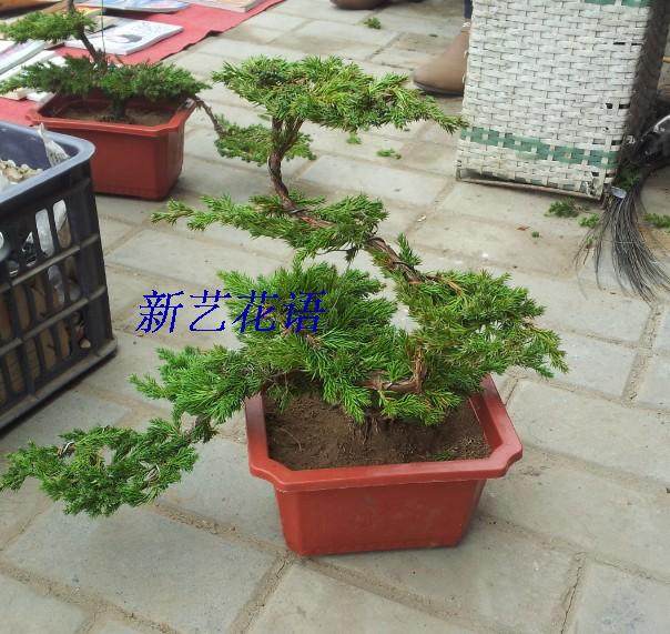 刺松造型盆景松树桩盆景盆景大量销售松树盆景庭院客厅摆放盆景