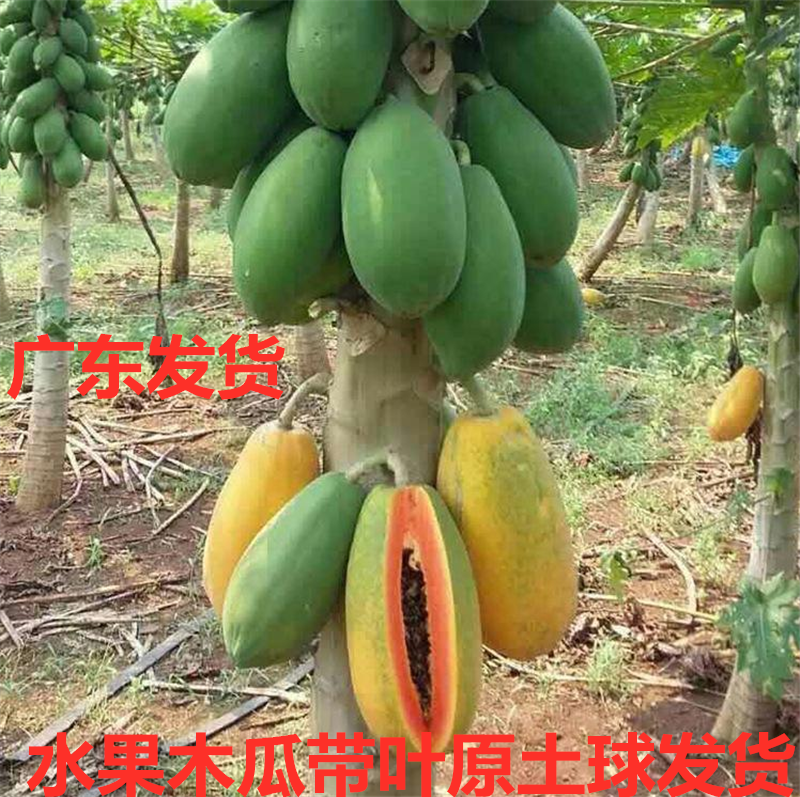 番木瓜苗价格 番木瓜苗图片 星期三