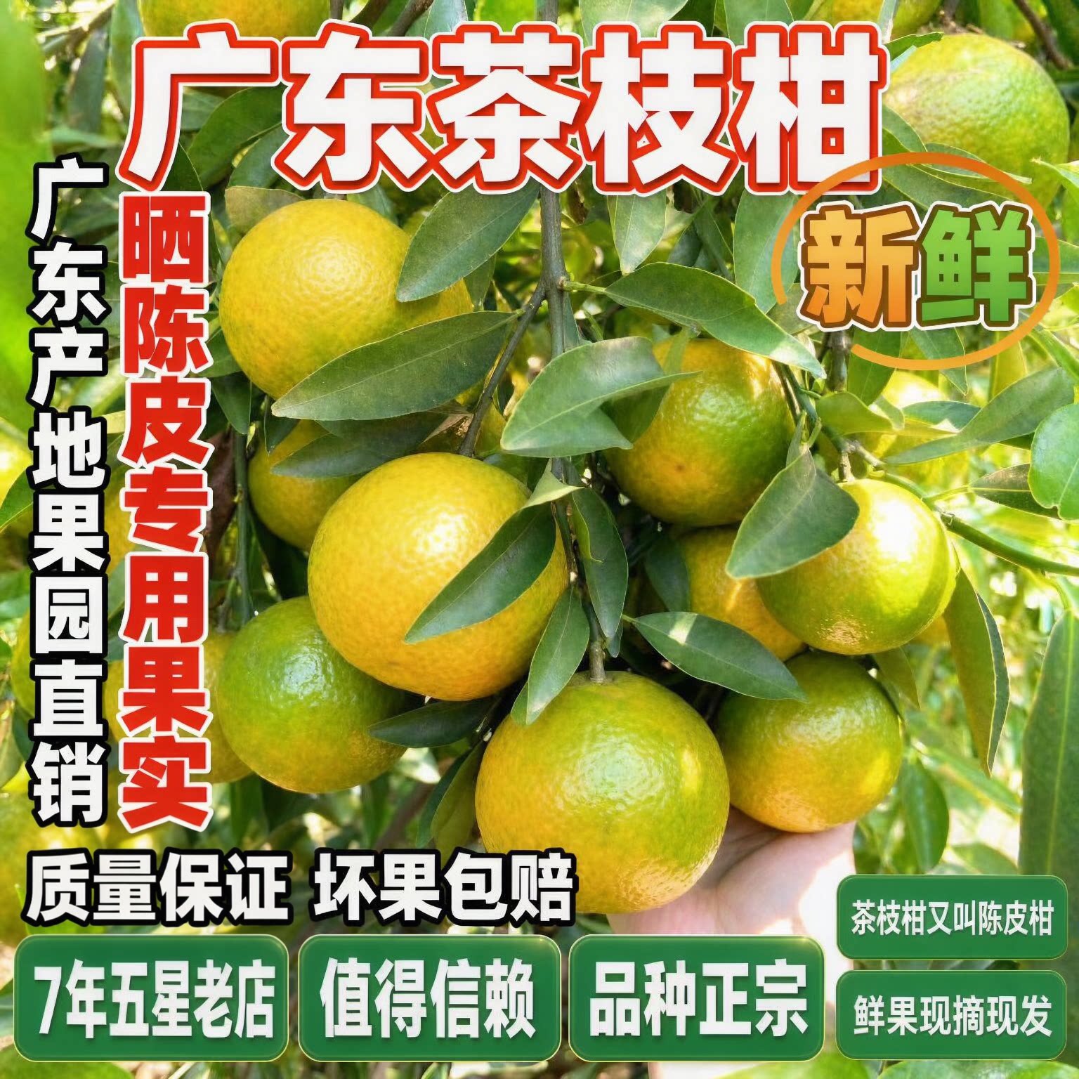 【今晚八点活动】新会陈皮柑新鲜现摘四会茶枝柑小青柑二红大红