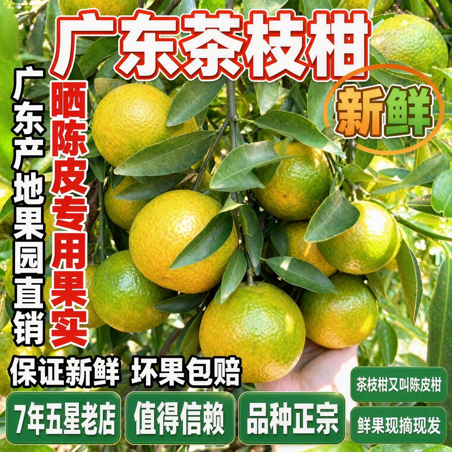 新会陈皮柑新鲜现摘老树陈皮柑四会茶枝柑小青柑二红大红鲜果包邮