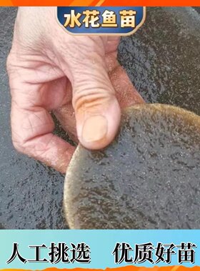 牛尾巴鱼苗水花刺鳅刀鳅鱼苗七星鱼银鳕鱼苗淡水养殖食用观赏鱼
