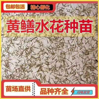 黄鳝水花苗 长鱼苗 鳝鱼鱼苗 小黄鳝苗 鳝苗 快大 易活 耐寒