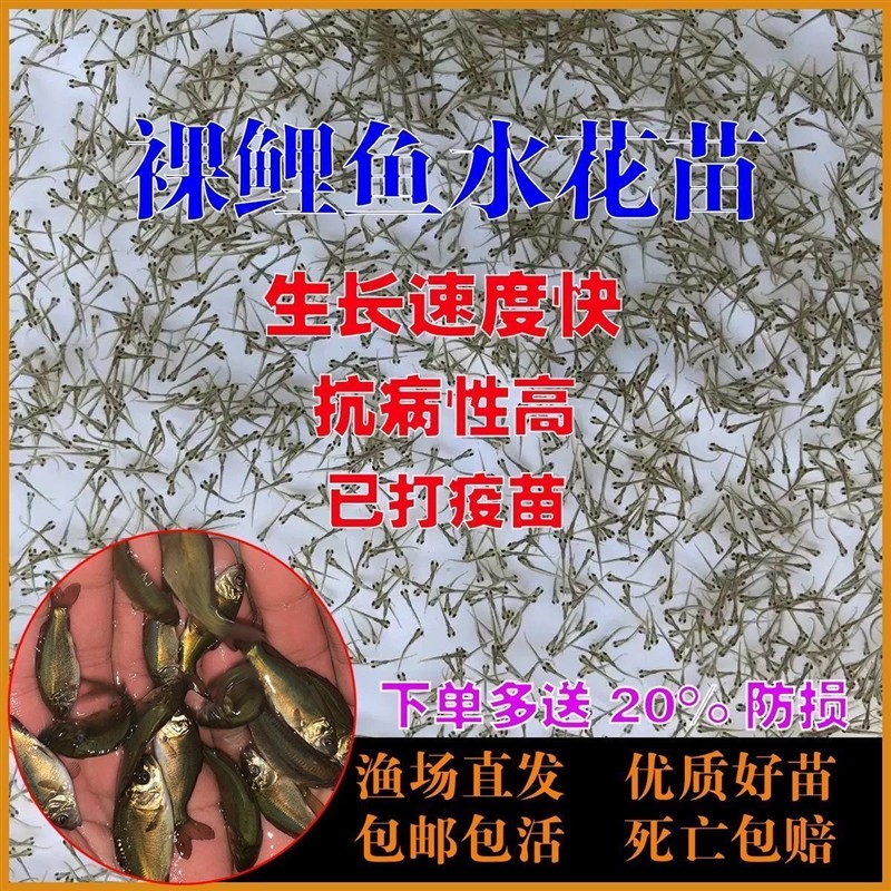 裸鲤水花鱼苗无甲鲤鱼裸斑冷水耐活耐低温海湖镜鲤三道鳞淡水养殖