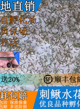 中华刺鳅鱼苗水花大刺鳅淡水刀鳅苗水花沙鳅鱼钢鳅刀鳅石锥鱼苗
