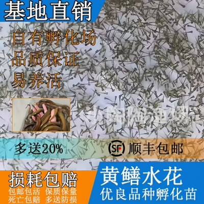 黄鳝水花苗 长鱼苗 鳝鱼鱼苗 小黄鳝苗 鳝苗 快大 易活 耐寒