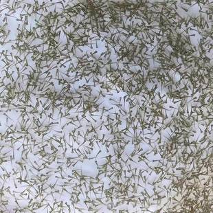 马口水花鱼苗冷水鱼溪流鱼马口鱼水花原生鱼苗淡水养殖食用观赏