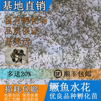 淡水养殖食用鳜鱼水花苗