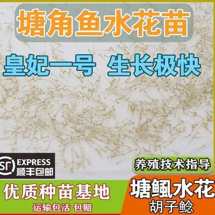 塘角鱼苗水花 皇妃一号本地塘鲺 塘角鱼水花三黄塘鲺水花淡水鱼苗