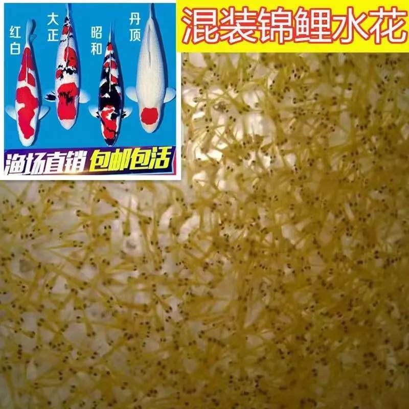 锦鲤水花鱼苗幼苗日本纯种进口丹顶红白昭和小鱼观赏鱼活鱼金鱼,宠物/宠物食品及用品,鱼,淘宝优惠券,粉丝福利购,淘宝优惠卷