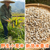 野生薏米中药材500g农家小薏米仁薏苡仁干货苡米薏仁米新米泡水
