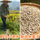 野生薏米中药材500g农家小薏米仁薏苡仁干货苡米薏仁米新米泡水