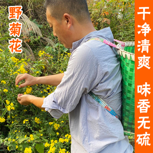 正宗野菊花中药材100g特级天然野菊花茶新鲜小野菊花干黄胎菊泡水