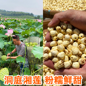 纯正莲子干货500g特级湘莲新鲜莲子白莲子肉去心芯莲子干中药材