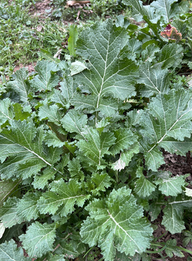 野腊菜5斤野春菜焯水和做酸菜
