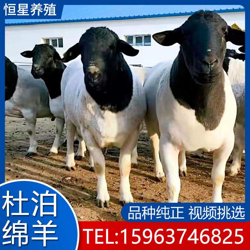 纯种黑头杜泊绵羊纯种杜泊绵羊杜泊羊纯种黑头杜泊羊萨福克绵羊