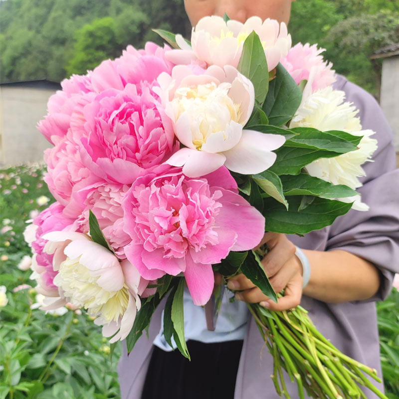 母亲节重瓣芍药鲜花四川油画牡丹情人节家庭插花混搭水养婚礼花束