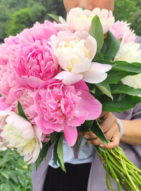 母亲节重瓣芍药鲜花四川油画牡丹情人节家庭插花混搭水养婚礼花束