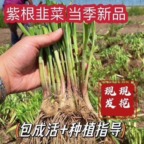 宽叶韭菜根红根韭菜苗