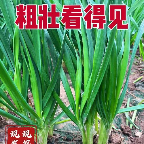 寿光大宽叶红根雪韭菜根苗头茬现挖四季盆栽地栽耐热耐寒10号韭菜
