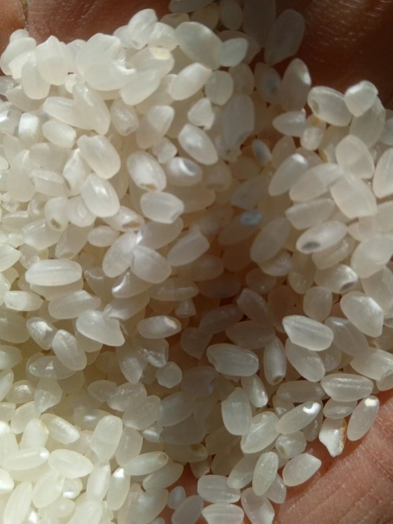 自家2025年盘锦蟹田大米80斤包邮盐碱地种植软糯香甜不回生不抛光