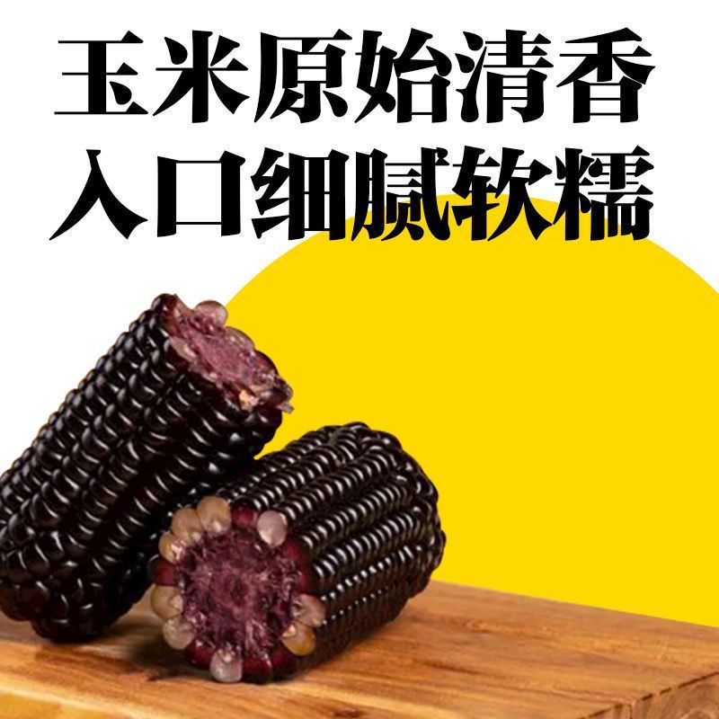 黑玉米东北鲜糯玉米段